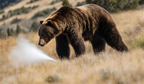 Can You Buy Bear Spray in California?