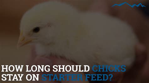 How Long Do Chicks Need to Be on Starter Feed?