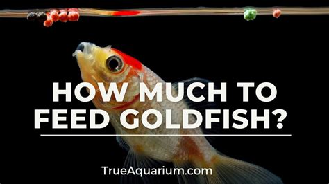 How Many Times a Day Do You Feed a Goldfish?