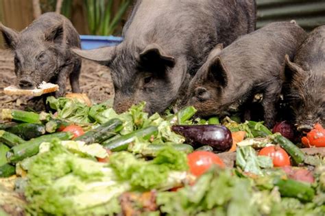 How to Feed Pigs Cheaply