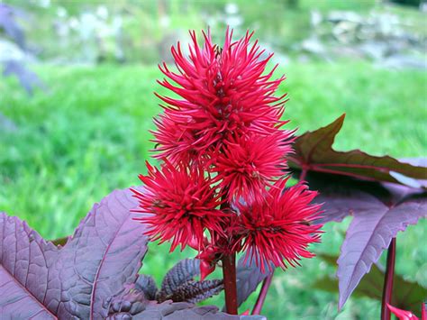   Le Jardin Botanique de Mérida: Un Oasis Tropical Embrassant la Biodiversité Maya!